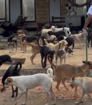 Três cães morrem após explosão de bomba em abrigo, no município de Marechal Deodoro