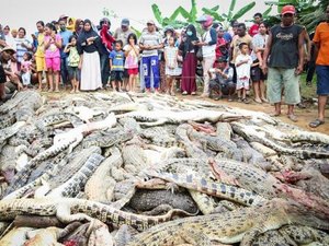 Aldeões matam 292 crocodilos para vingar morte de vizinho na Indonésia