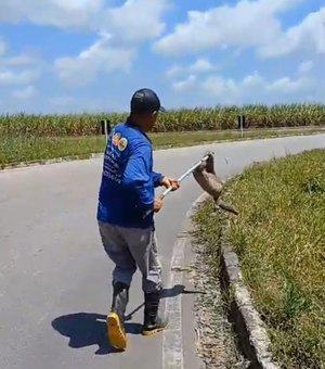 [Vídeo] Homem resgata bicho preguiça em rodovia próxima a Pilar