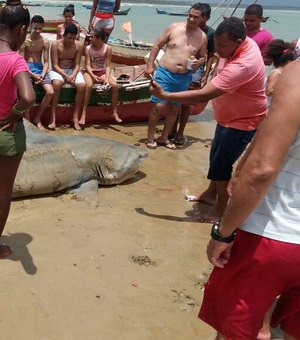 [Vídeo] Tubarão é capturado em alto mar de praia situada no litoral sul de Alagoas