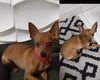 Tutora tenta localizar cachorro da raça pinscher que desapareceu em Arapiraca