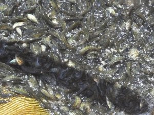 Agricultores familiares recebem doação de 40 mil alevinos