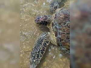 [Vídeo] Mais uma tartaruga marinha é encontrada ferida no litoral norte de Alagoas