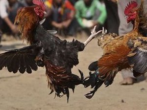 Homem morre após ser atacado por galo quando levava animal para rinha