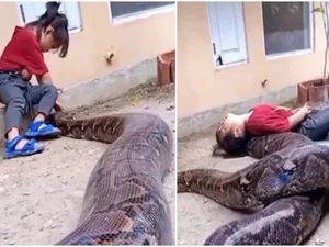 Menina viraliza ao brincar com cobra gigantesca