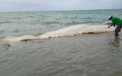 Biólogos do Biota colhendo material de baleia encontrada morta