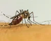 Infecções por Aedes aegypti elevam risco de complicações no parto
