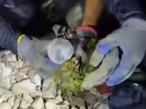 Papagaio é encontrado vivo sob escombros dos terremotos na Venezuela