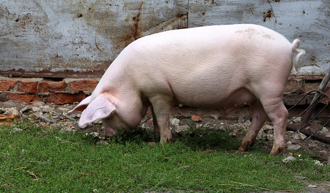 Após furtar e matar porco, irmãos enterram animal às marges de lagoa