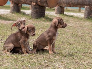 Gabinete da Causa Animal realiza primeira Feira de Adoção do mês de março