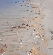 [Vídeo] Peixes mortos são encontrados em praia na Barra de Santo Antônio