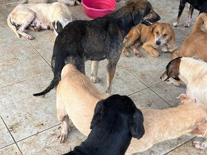 Animais abandonados praticavam canibalismo na Santa Amélia