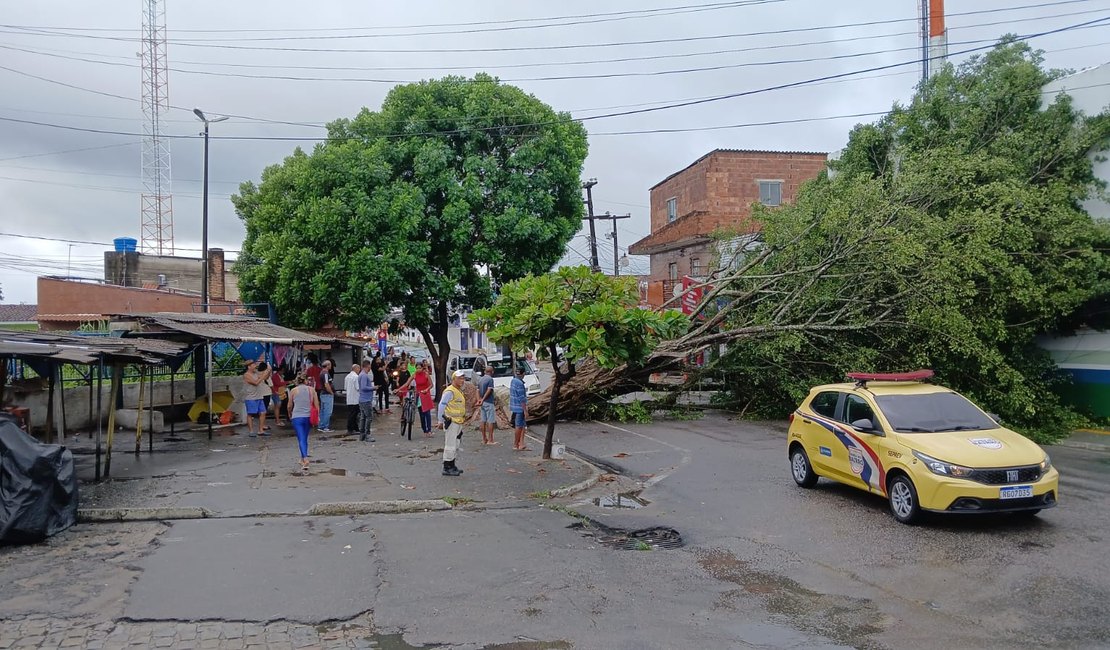 Árvore cai, atinge carro, fiação e interdita avenida em frente ao terminal de ônibus do Benedito