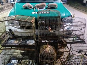 Polícia Militar apreende animais silvestres mantidos em cativeiro no Agreste
