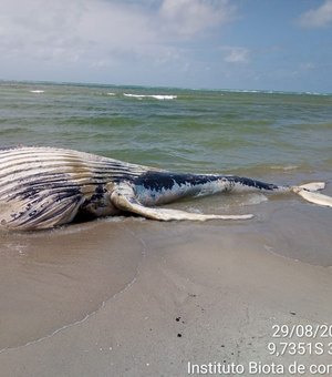 Relatório do Biota aponta redução de mortes e nascimento de animais marinhos em Alagoas