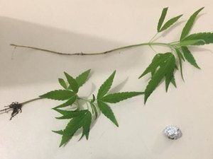 Estudo contesta uso de maconha no tratamento da dependência de cocaína