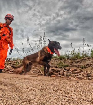 Cão farejador auxilia buscas por homem desaparecido após fortes chuvas em Piranhas