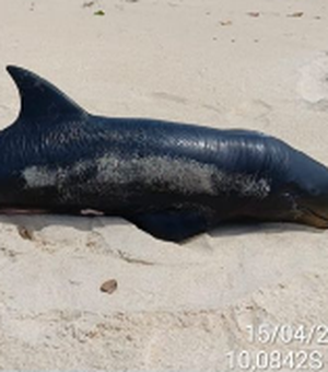 Filhote de golfinho raro é encontrado morto no litoral sul de Alagoas