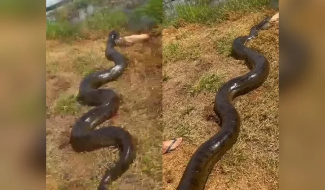 Conheça a sucuri gigante que viralizou ao engolir cachorro em fazenda