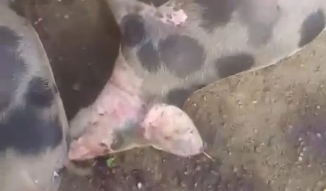 Morte de porcos intriga criadores no povoado Lagoa Comprida, em São Brás