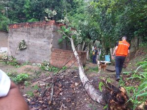 Defesa Civil de Maceió condena imóvel atingido por queda de árvore