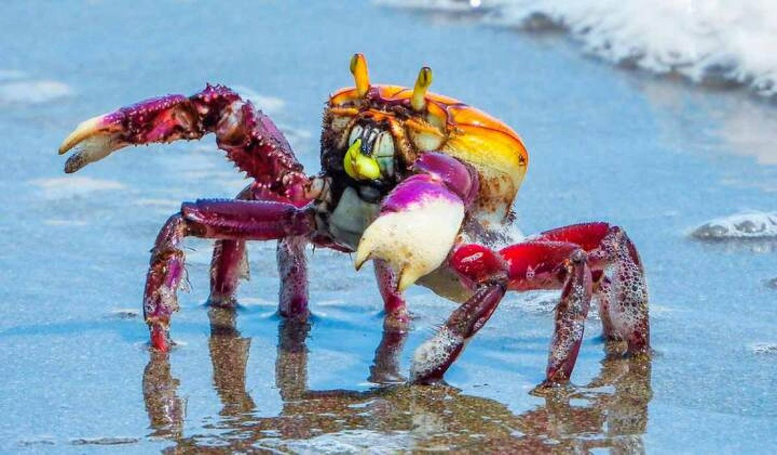 Caranguejo-uçá: IMA/AL alerta sobre o período de defeso em Alagoas