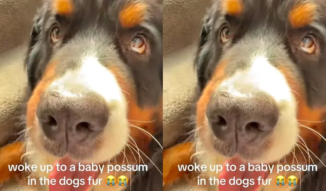 Mulher encontra bicho misterioso nos pelos de seu cachorro