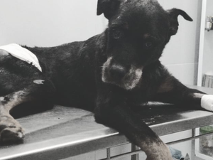 Morre cachorro resgatado após ser enterrado vivo na Barra de São Miguel