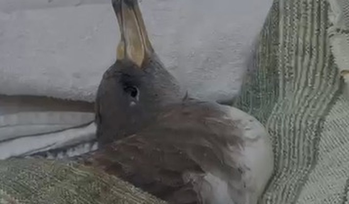 Gripe aviária: família leva ave marinha para casa em AL e acende alerta