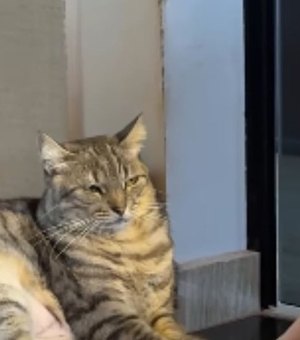 [Vídeo] Gata tem reação divertida após bebê 'conversar' com ela
