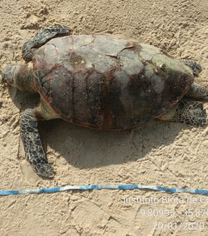 [Vídeo] Biota registra 13 mortes e 15 desovas de tartarugas em Alagoas