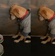 Cachorra viraliza no Tik Tok por não querer comer ração. Assista!