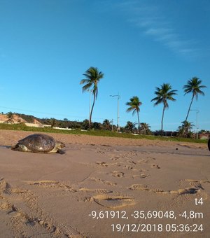 Tartaruga é encontrada morta na Praia de Jacarecica, em Maceió