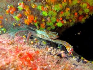 Equipe debate sobre a invasão do perigoso coral-sol em Alagoas