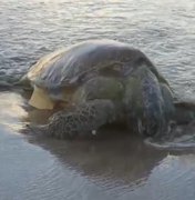 Tartaruga em estado de decomposição é encontrada na Praia de Pajuçara