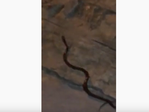 [Vídeo] Cobra assusta estudantes no campus da UFAL em Arapiraca