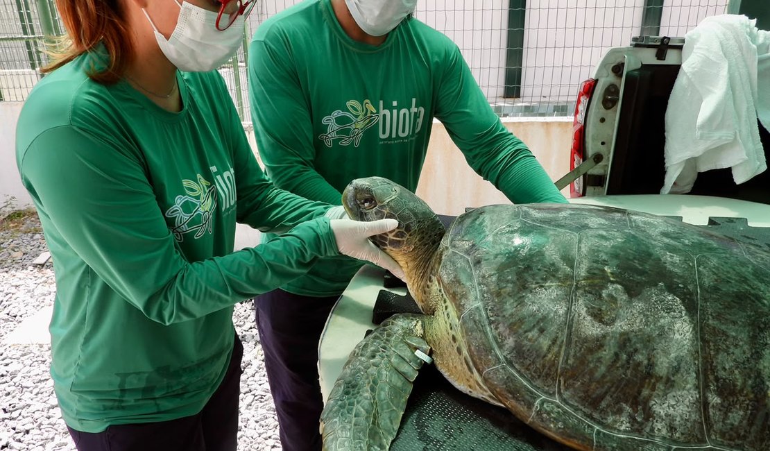 Tartaruga-verde é solta na Guaxuma após resgate realizado pelo Instituto Biota