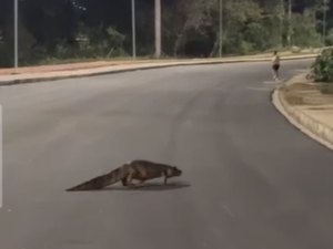 Jacaré é flagrado atravessando Anel Viário de Arapiraca