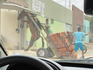Polícia apreende mula que era usada para transportar material de construção no RJ
