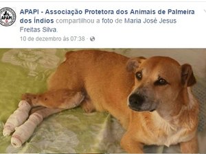 Voluntários pedem ajuda para salvar cães, vítimas de abandono e acidentes no Agreste