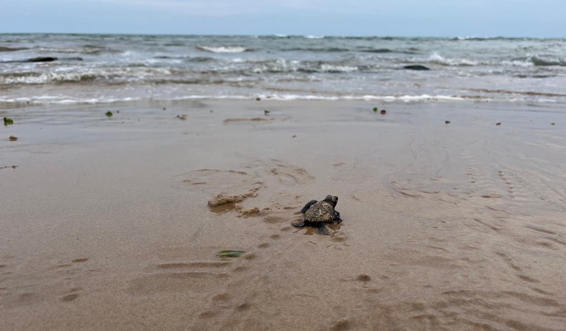 [Vídeo] Instituto Biota realiza soltura de 142 filhotes de tartaruga-de-pente em Riacho Doce