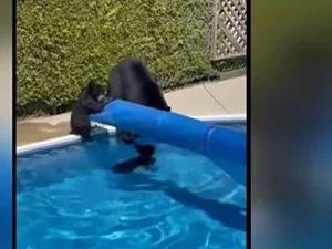Em meio a onda de calor recorde, ursos invadem piscina no Canadá