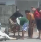 Polícia Civil localiza dono e apreende cavalos após denúncia no Benedito Bentes