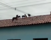 Cachorros aparecem misteriosamente no telhado de residência em Coruripe