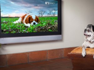 NET lança o DOGTV, um canal 24h exclusivo para cachorros