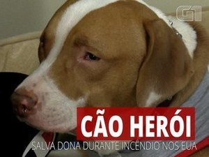 Cachorro salva a vida de dona durante incêndio nos EUA