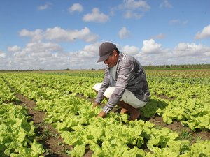 Produção de hortaliças em Arapiraca movimenta R$ 50 milhões por ano
