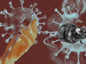 Hantavírus x Covid: entenda diferenças entre sintomas e transmissão