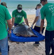 Instituto Biota de Conservação confirma soltura de uma tartaruga-de-pente na praia de Guaxuma