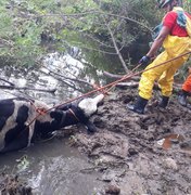 Bombeiros resgatam vaca que ficou atolada na lama em Delmiro Gouveia 
